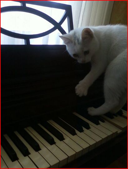Cat on piano