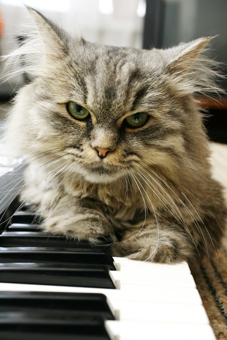 cat-pianist-shutterstock_107731652